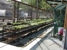 A permeable area within a nursery also is designed to treat runoff