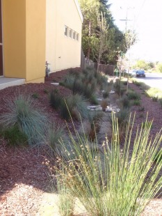 Swale at Stege Sanitary District along street frontage