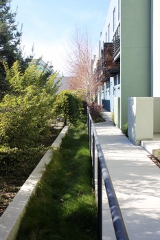 Bioswale with no-mow fescue