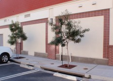 Slots in sidewalk curb send parking-lot runoff to Filterra (tm) flow-through planters.