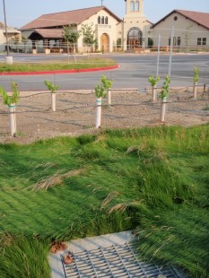 St. Josephs Cemetery, newly planted grapevines 2008
