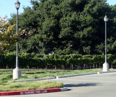 Swales draining to grown-in grapevines, 2013