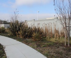 Cattails in swale/rain garden at San Leandro Business Center