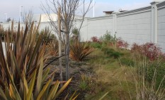 New Zealand Flax and nandina provide color in this shallow rain garden