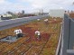 Modular green roof with plants in trays