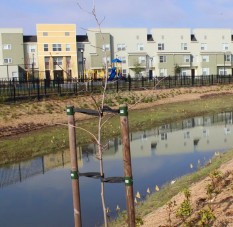 Restored Leona Creek at low-income housing project