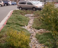 Runoff from large parking lot flows to swales with varied landscaping