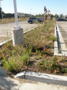 bgdavisstswaleweeds-233x310 San Leandro Business Center