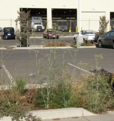 bgdavisstweeds-233x246 San Leandro Business Center