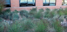 Roof drains bring runoff to low area; raised drain prevents flooding