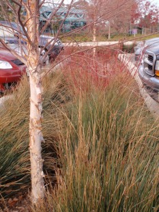 Pittsburg City Hall parking-lot swale 