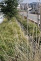 Parking lot swale at San Leandro Senior Center