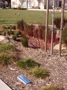 Rain garden with plaque giving tips on "Bay friendly" landscaping