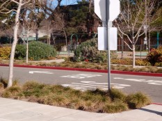 Planting Strips are dug down slightly to hold runoff