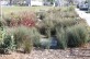 Rain Garden and Street Trees that filer runoff, Doyle Hollis Park