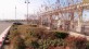 Arbor and plantings in runoff basin at JC Penney store, Antioch