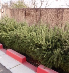 Rain garden retains parking-lot runoff.