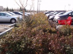 By two years, roses had grown to fill parking-lot runoff basin.