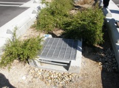 Newly planted roses in parking-lot basin