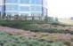 Large rain garden planted with bands of differently-hued vegetation