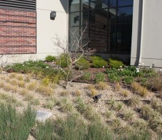 Inlets and drain in bioretention area, Walnut Creek Library