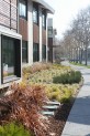 Rain Garden at Walnut Creek Library