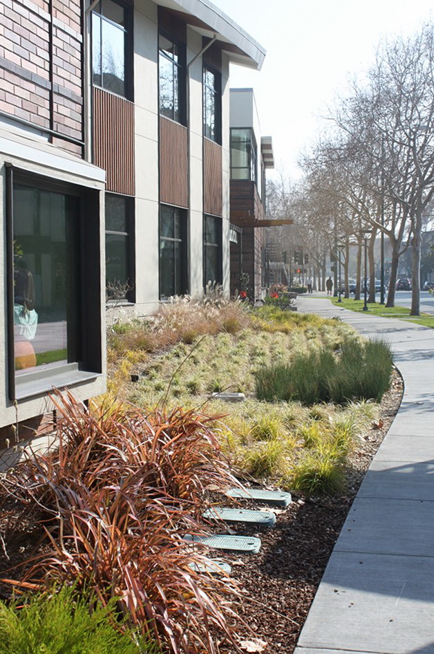 Rain Garden at Walnut Creek Library