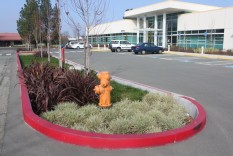 Deep planted basin retains parking-lot runoff