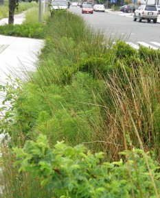 Rain garden at Codornices Creek and Sixth Street, 2013