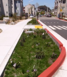 Rain garden at Sixth St., Albany border