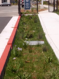 Rain Garden captures street runoff that would otherwise flow to Codornices Creek.