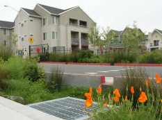 Rain garden, west side of Sixth at Codornices Creek
