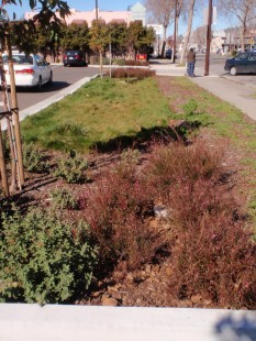 A swale next to busy San Pablo Avenue treats runoff from the parking lot.