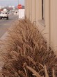 Runoff from new building at Diablo Recycling goes to narrow flow-through planter.