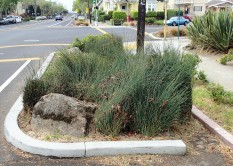 Bulbout rain garden, Adeline Street, Emeryville