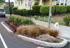 Bulbout rain garden, Adeline Street, Emeryville