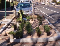 Workers planting in "green street" bioswale, Adeline Street, Emeryville