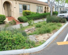 Bulbout rain garden, Adeline Street, Emeryville