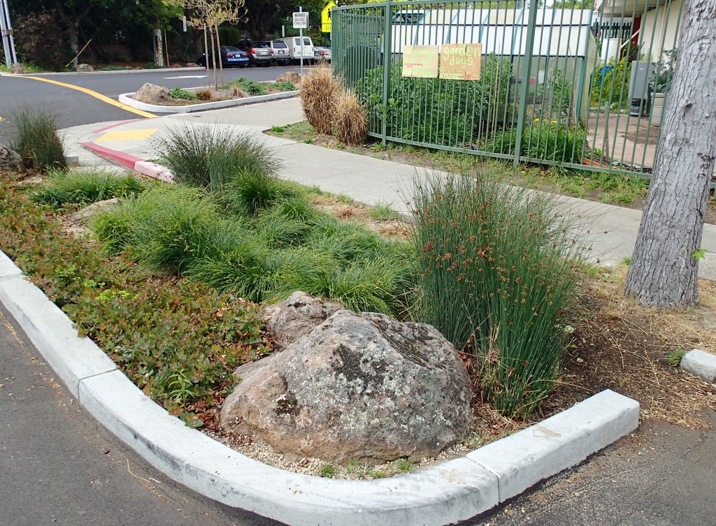 Rain garden near school garden, Adeline Street, Emeryville