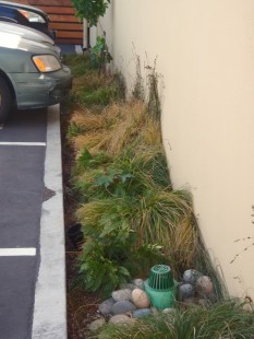 Roof runoff flows to narrow flow-through planters, part of retrofit.