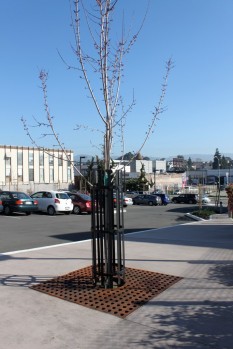 Grill looks like any street tree, but this one is in a flow-through planter.