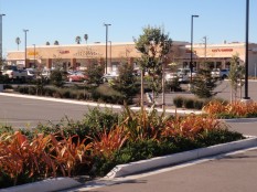Swales, Abella commercial area (former El Portal shopping center) Landscape colors harmonize with bulding color