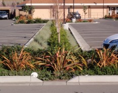 Swales planted in bands of color, Abella commercial area, San Pablo. Swales planted in bands of gray, green, and orange.