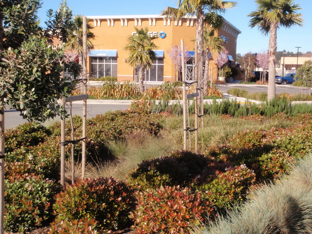 Abella Shopping Ctr. Bioretention Wide, colorful rain gardens soften the refurbished El Portal shopping area