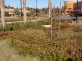 Tough, colorful plantings, College Center, San Pablo