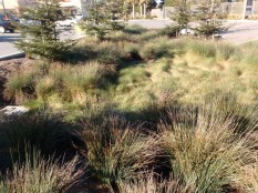 Bioretention area with cooler look