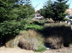 Rain garden with redwoods and rushes, College Center, San Pablo